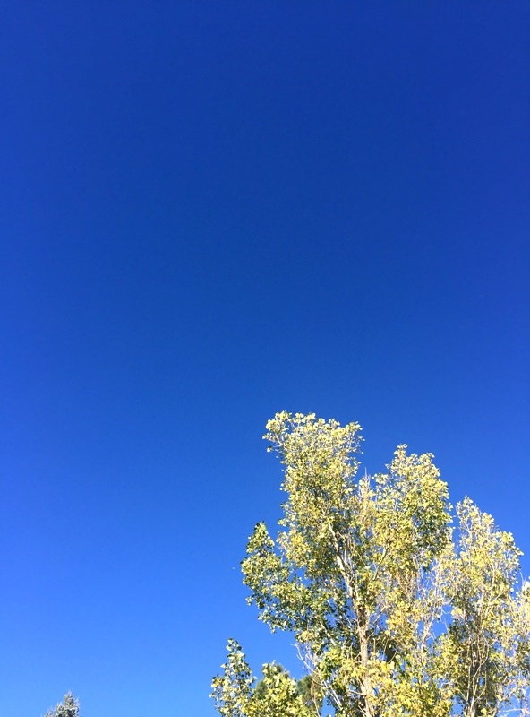 morning-after