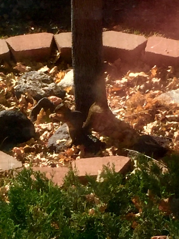squirrel