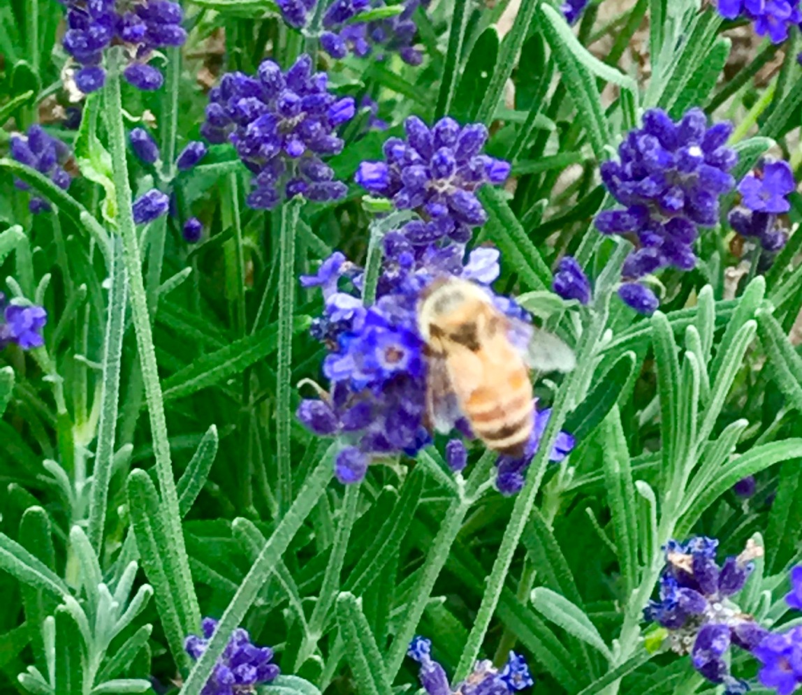 Honey Bee and Lavender