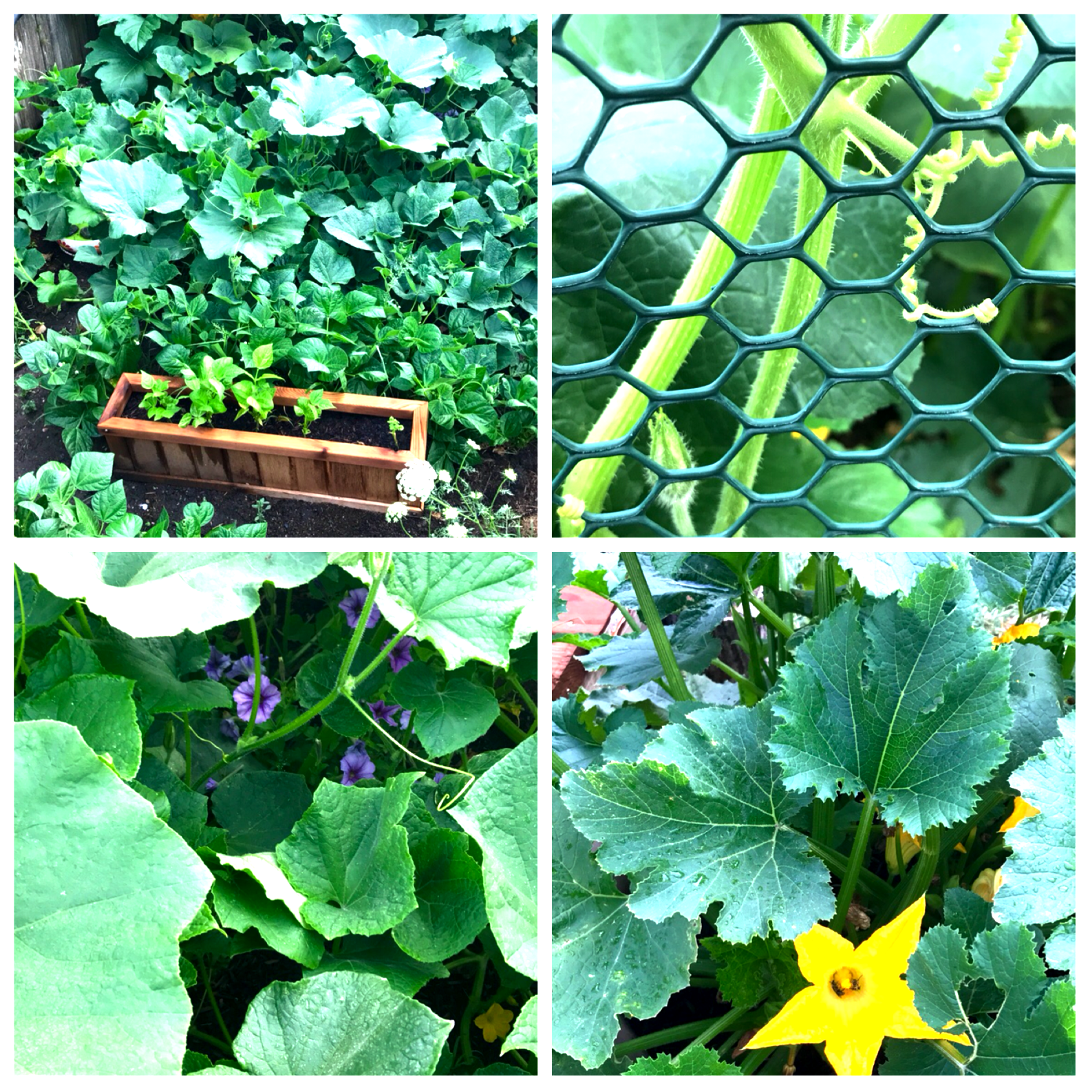 My Garden