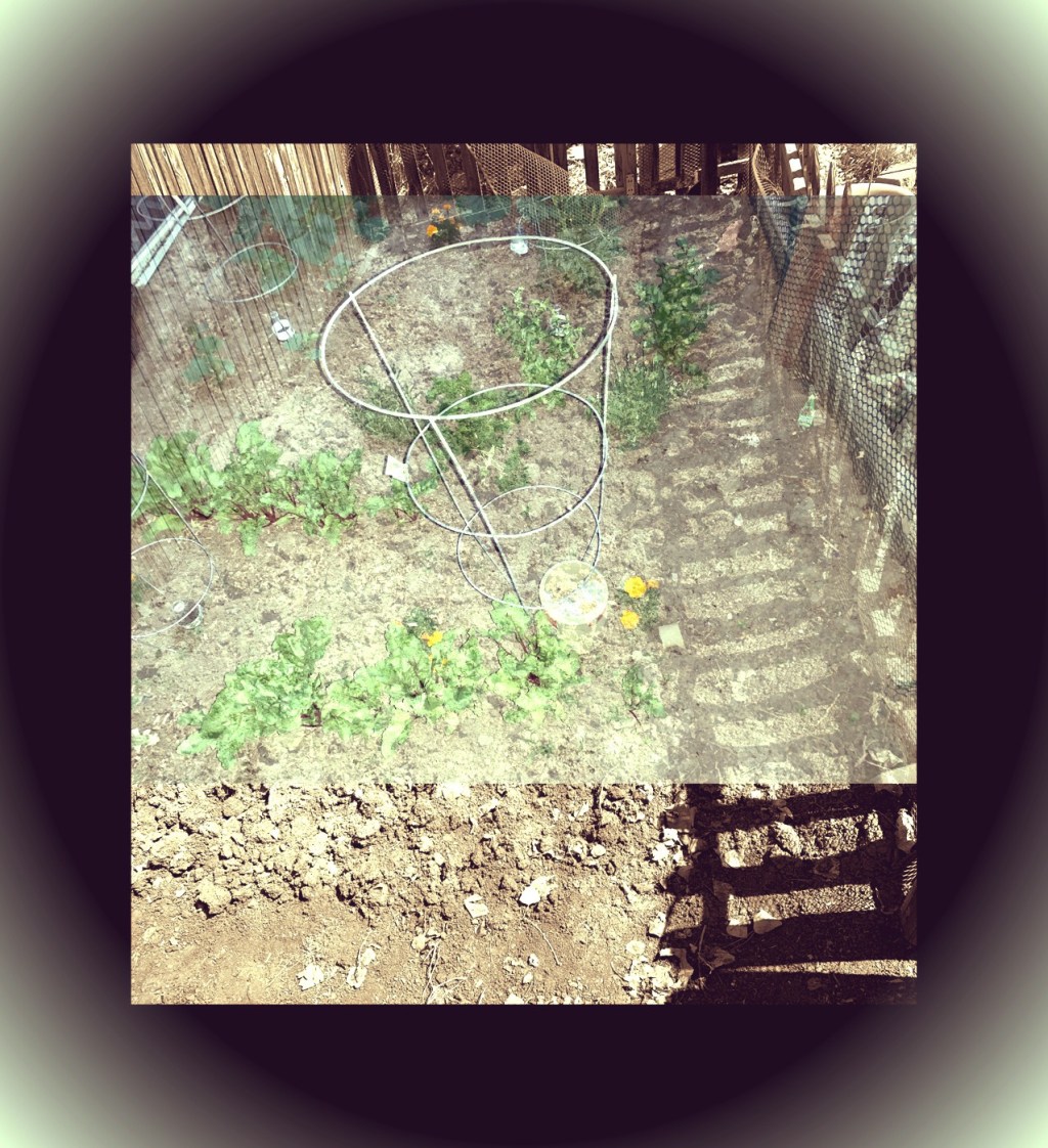 New Life