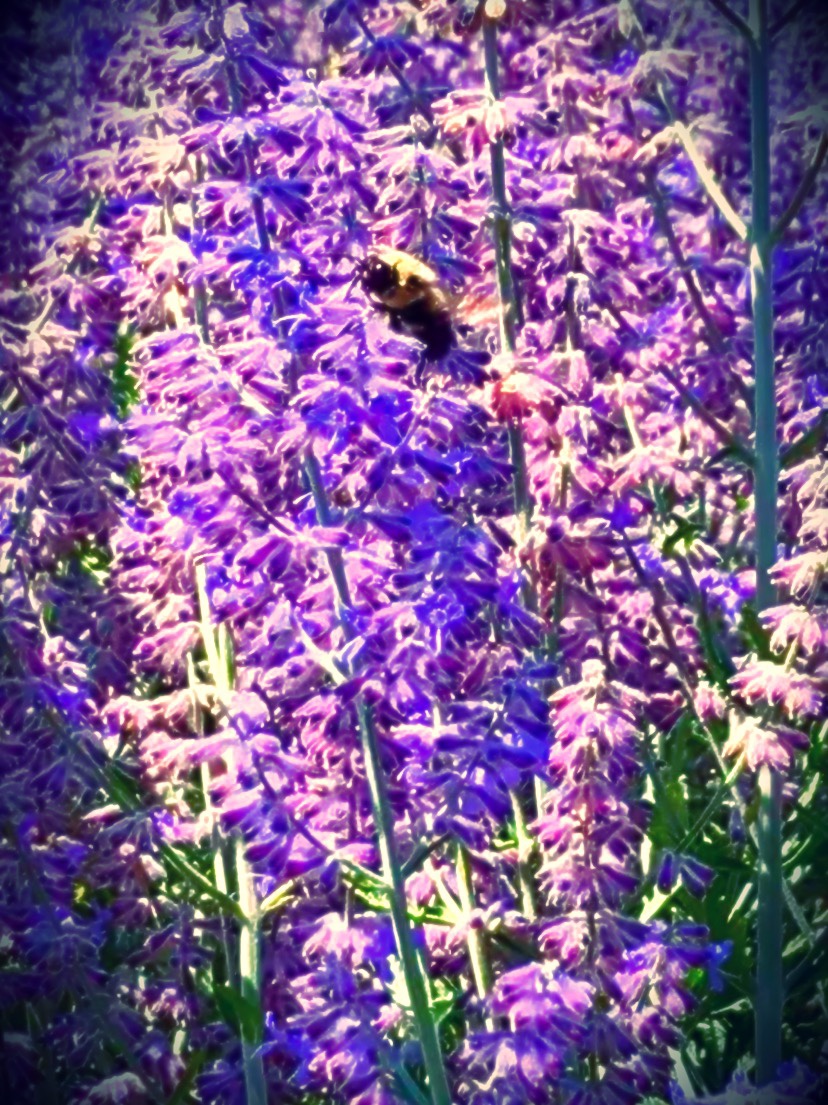 Summer Gladness